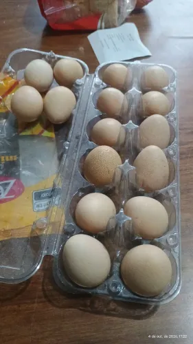 Ovos de angolistas