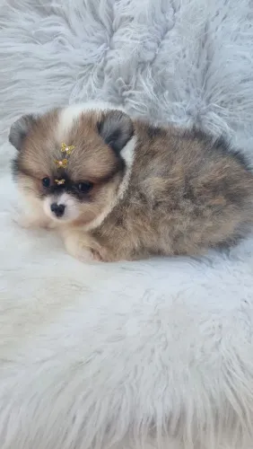Lulu pomerania qualidade e segurança 