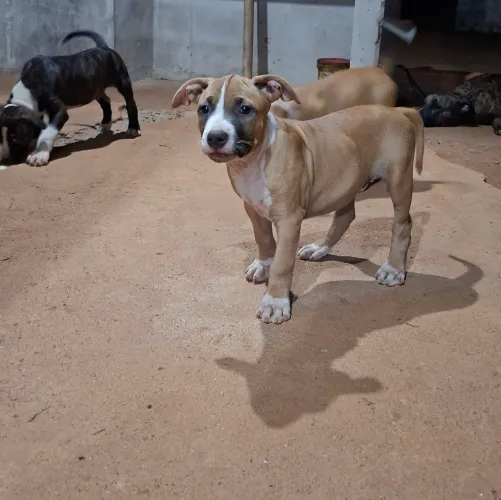 Filhote de pitbull fêmea