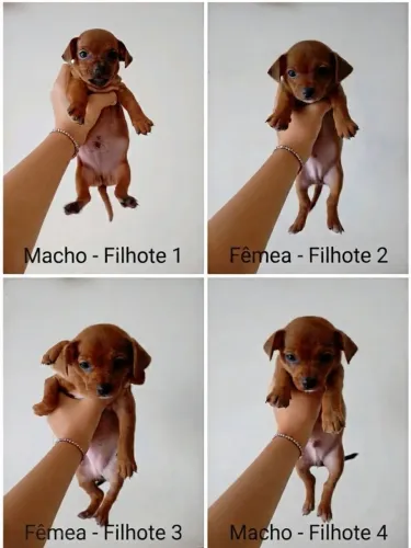 Filhotes de Pinscher