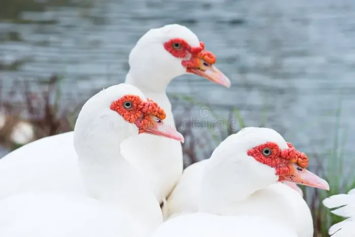 Patos de qualidade, e saudável!?