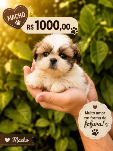 Machos de porte pequeno, entrega imediata! Vc tem whatsapp?