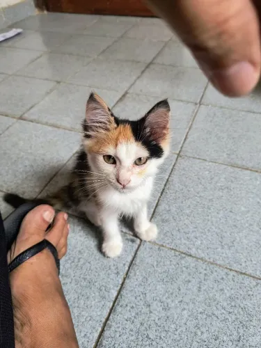 Adoção Responsável 