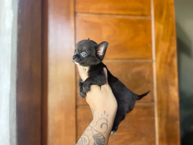 Mini Chihuahua macho com pedigree