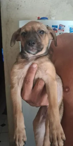 Adoção responsável Fêmea