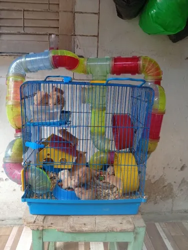 Hamster à venda