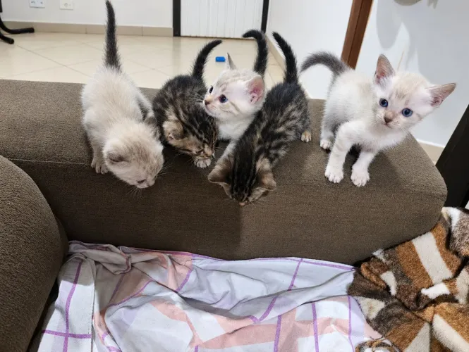 Bengal filhote