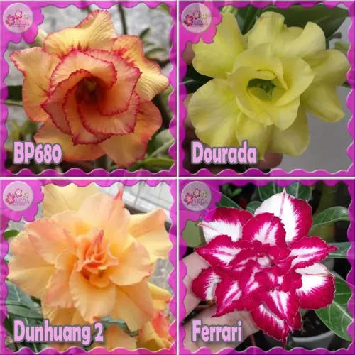 Rosa do Deserto - Cores Especiais