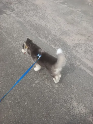 Vendedor husky siberiano