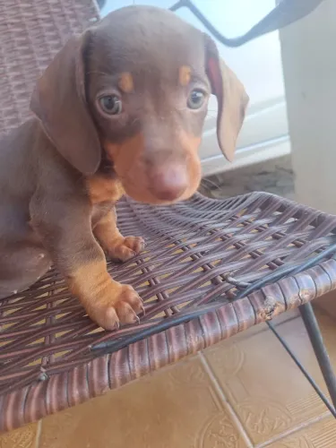 venda  Basset legítimo 