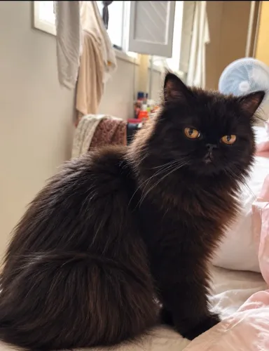 Gata persa a procura de namorado