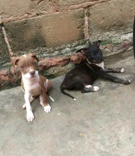 Filhotes de pitbull 