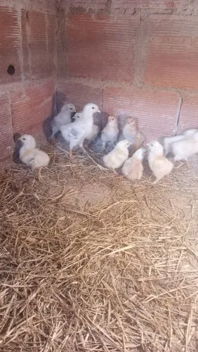 Pintos da raça Brahma