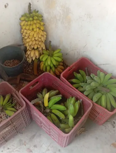 Granja/Sítio/Fazenda com 2 há com agrofloresta 