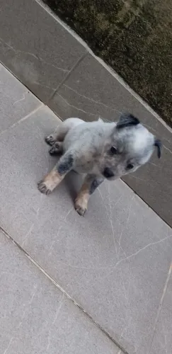 FÊMEA BLUE HEELER DISPONÍVEL!