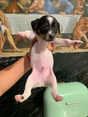 Cachorro Pinscher