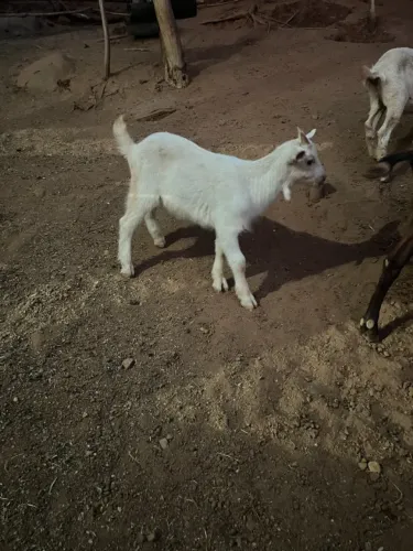 filhote de cabras leiteira