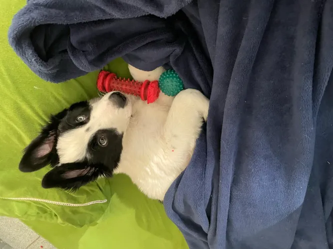 Vendo Border Collie Filhote