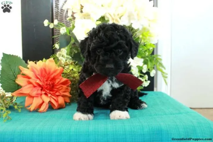 Poodle Toy | Filhotes fofinhos e amoroso 