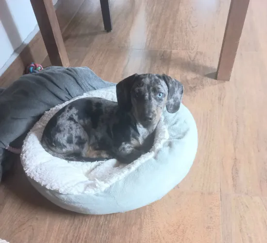 Venda dachshund fêmea 3 meses vacina vergugo cadastrada arlequim com prata  valor 2500