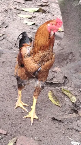 Galinha