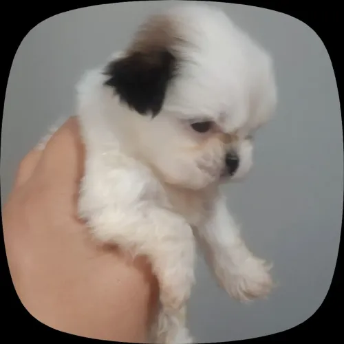 Shitzu mini tenho 4 machos 