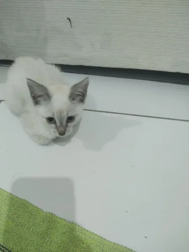 Linda gatinha para adoção