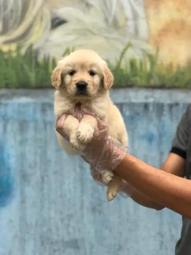 Filhote de Golden Retriever - perfeito para crianças
