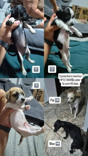 Pinscher macho N°2 