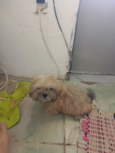 Cachorro Shitzu Fêmea