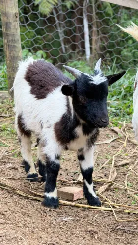 Mini cabra Macho 40 cm Preto e Branco