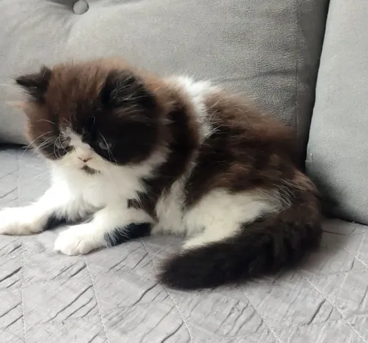Gato Persa Macho.