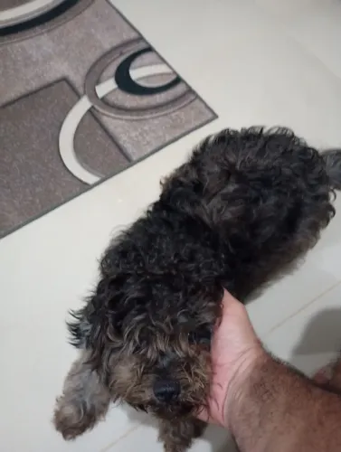 Cachorra Poodle com shitsu