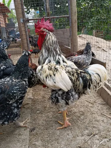 Galo GSB