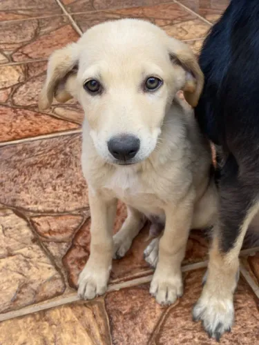 Doa-se caramelo bonitinho  labrador 