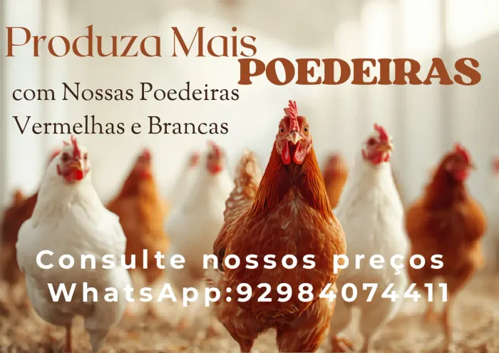Pintinhos de poedeira