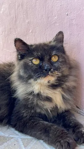 Angora fêmea