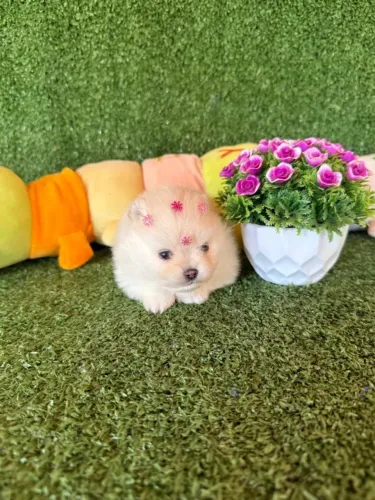 Lulu da pomerania fêmea - anão