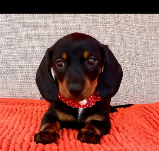Os mais lindos bebês salsicha com pedigree 