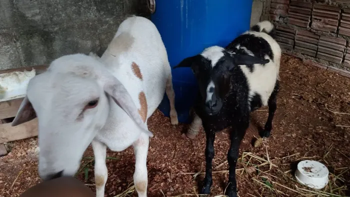 Casal de borregos 