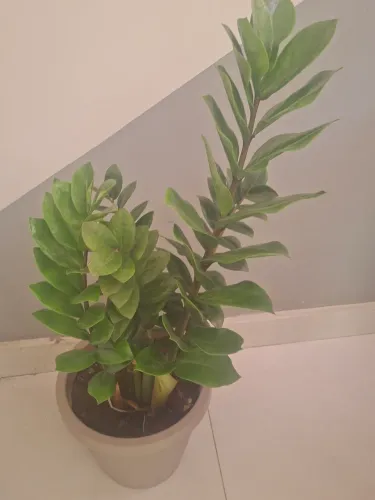 Zamioculca linda e fácil de cuidar