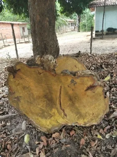 Peças de Jaqueira para mesa