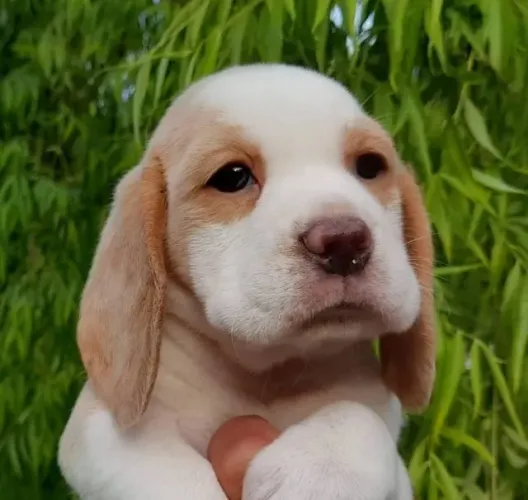 Filhotes de Beagle | Um amigo fiel e cheio de carinho.