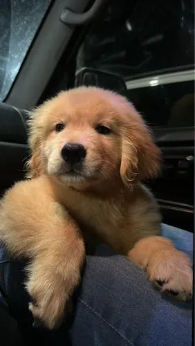 Golden Retriever 