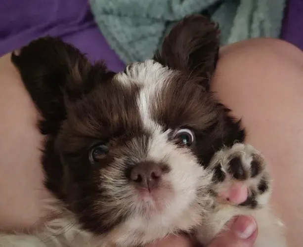 Shih Tzu Macho Filhote