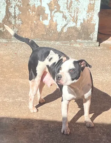 Estou doando essa Pitbull 
