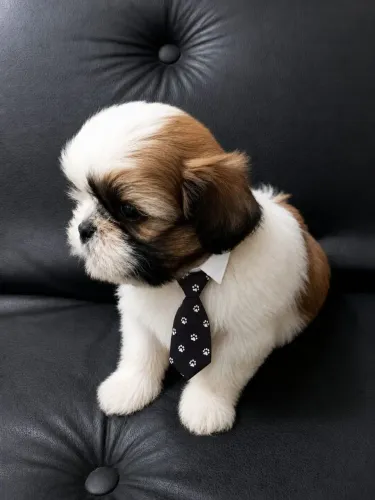 Lindos filhotes de Shih Tzu