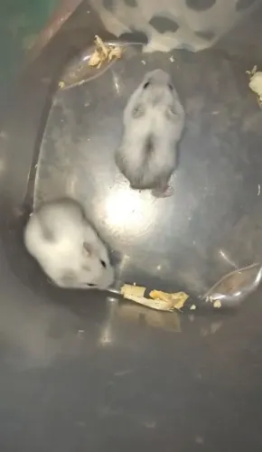 Hamster anão russo