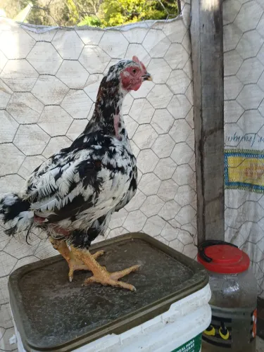 Gsb balão