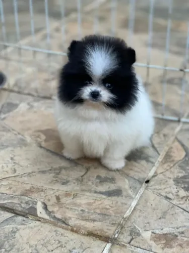 Lulu Da Pomerania Anão, Spitz Alemão Anão